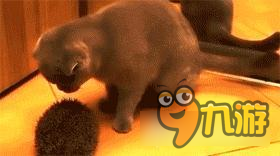 猫和刺猬的故事 劲舞时代手游可爱动物饰品