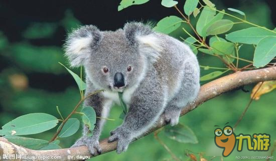 可爱考拉抱树卖萌 劲舞时代手游有趣腿饰