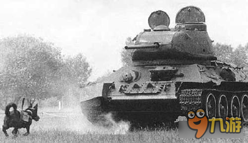 坦克连：世界上最残忍的武器 俄罗斯反坦克军犬