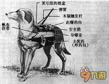 坦克连：世界上最残忍的武器 俄罗斯反坦克军犬