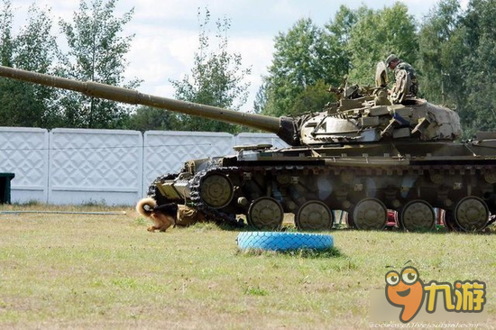 坦克连：世界上最残忍的武器 俄罗斯反坦克军犬