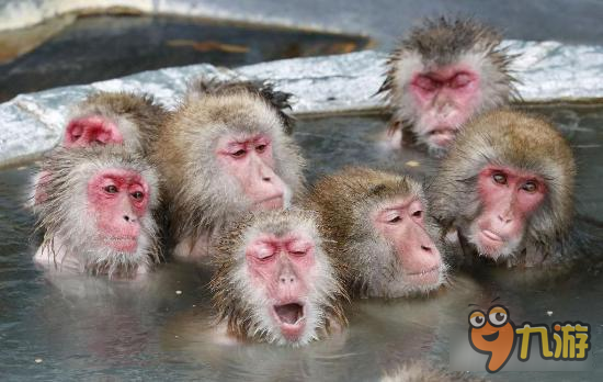 日本猕猴泡温泉表情销魂 劲舞时代手游温泉的好处