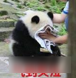 诛仙手游巅峰王者宝箱能开出什么 金铃夫人整卡