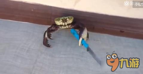 螃蟹要成精试图逃命还拿把刀 御龙在天手游逃命感想