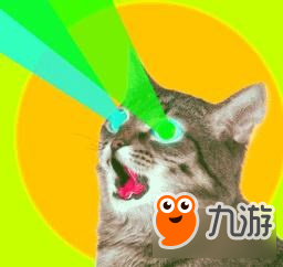 我的猫咪在哪儿？一日吸猫终生戒猫