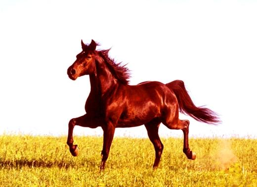 《飞马流星》世上最珍贵的马 全球仅剩1250匹