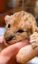 有趣的動物園拼圖拼圖截圖3