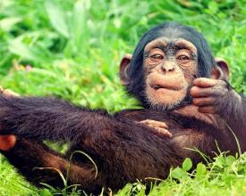 有趣的動物園拼圖拼圖截圖1