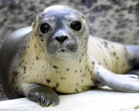 有趣的動物園拼圖拼圖截圖