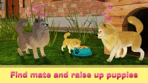 Pomeranian Dog Simulator 3D截图5