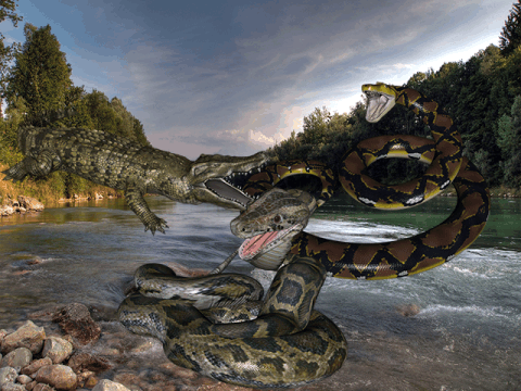 Anaconda Crocodile Battle截图5