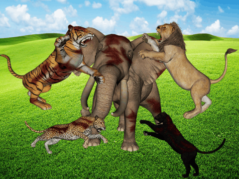 Safari Hunting Animal War截图5