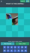 Guess The Picture (Animal)截图3
