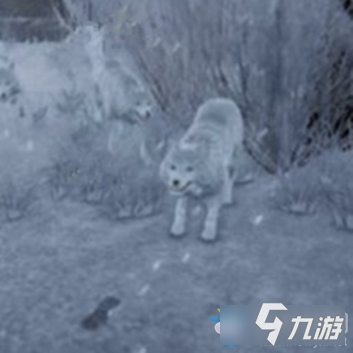 《紫塞秋風(fēng)》雪狼怎么樣 雪狼分享