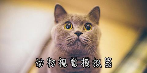 動物眼睛模擬器截圖