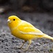 Yellow Bird