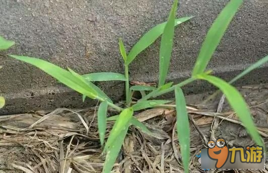 龙之谷溶解森林植物图鉴 龙之谷溶解森林植物名称