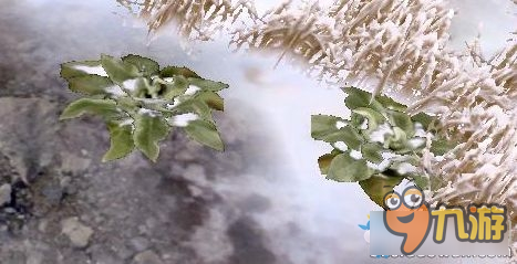 龙之谷溶解森林植物图鉴 龙之谷溶解森林植物名称
