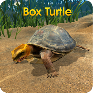 Box Turtle Simulator