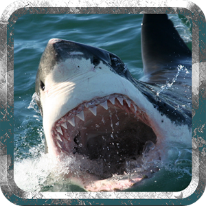 Wild Hunter Shark Simulator 3D