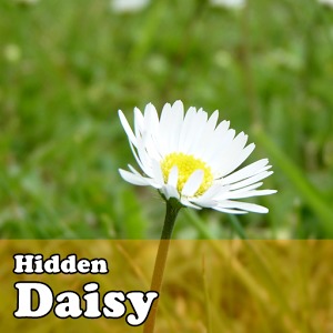 Hidden Object Games - Daisy