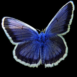 Puzzle Butterfly 2015 Free