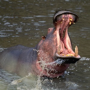 Hippo Jigsaw Puzzle