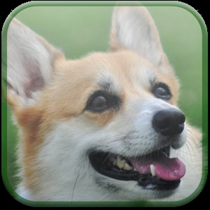 Willie The Welsh Corgi