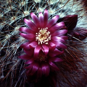 Cactaceae Jigsaw Puzzle