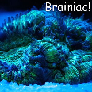 Brainiac-lite