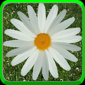 Daisy Of Love