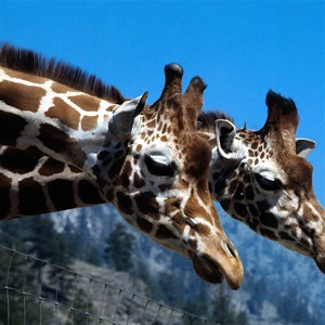 Giraffe Jigsaw Puzzle