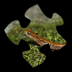 Salamander Jigsaw Puzzles