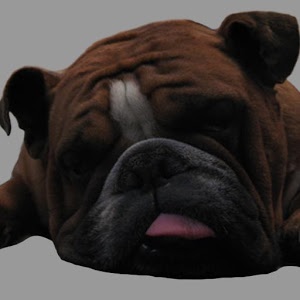 Pocket Snoring Bulldog