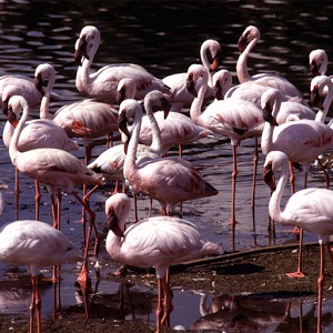 Flamingo Jigsaw Puzzle