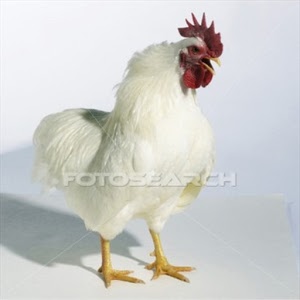 Rooster&Me
