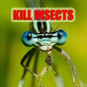 Kill Insects, Clean your home