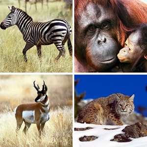 Animals puzzle – Kids game