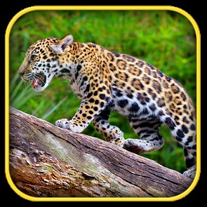 Real Jaguar Cub Simulator