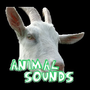 Awesome Animal sounds