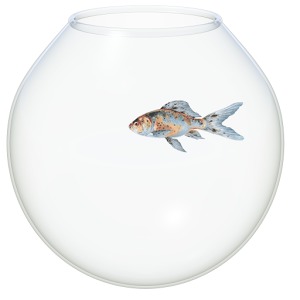 The Fish Bowl