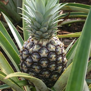 Pineapple Matching