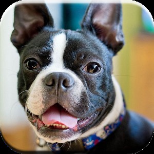 Boston Terrier Puzzle Game