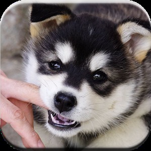 Puzzle Alaskan Malamute Game