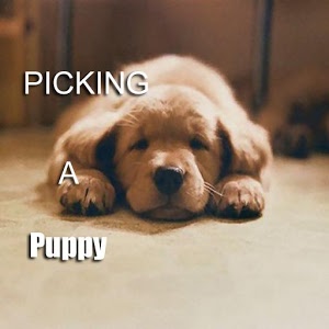 Picking A Puppy