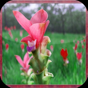 Siam Tulip Jigsaw Puzzles