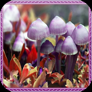 Mushrooms Jigsaw Puzzles