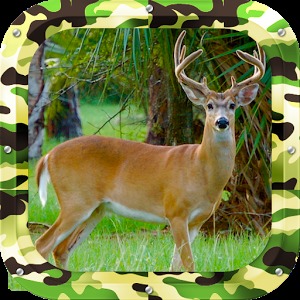 Whitetail Buck Shooter