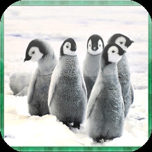 Penguin Jigsaw Puzzles