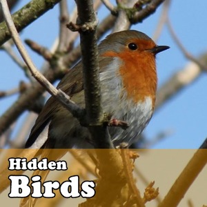 Hidden Object Games - Birds
